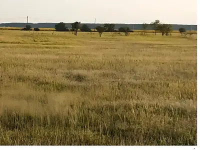 Teren de vanzare Sector 4 Bucuresti plat cu copaci